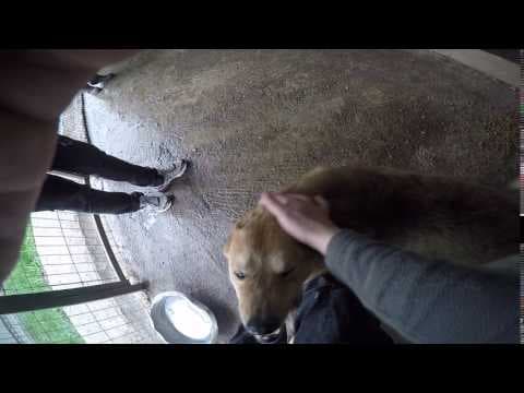 Tiger en vidéo 3