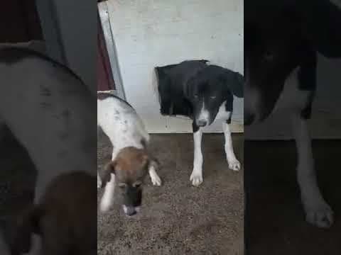 Samsara en vidéo 1