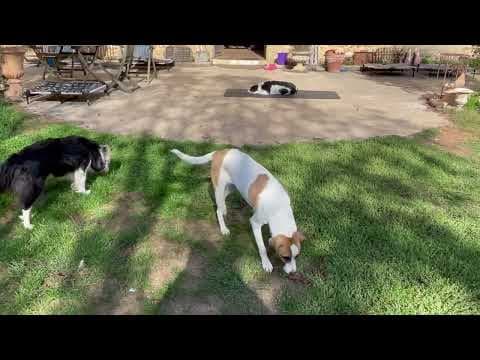 Raiponce en vidéo 3
