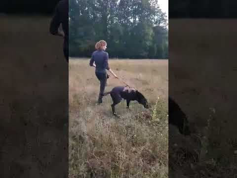 Neagra en vidéo 2