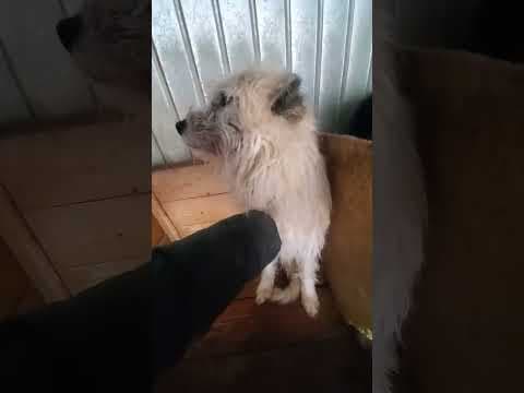 Pollux en vidéo 3