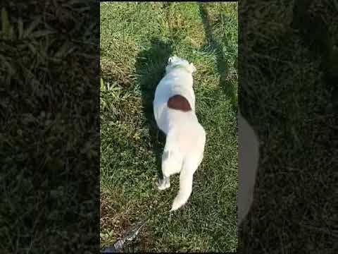 Milou en vidéo 4