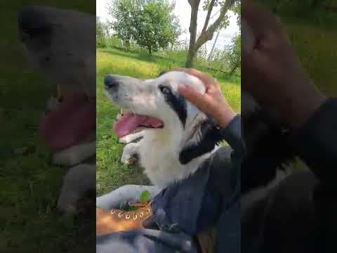 Oreo en vidéo 6