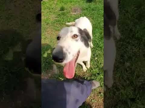 Viking en vidéo 1