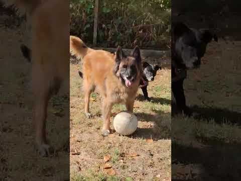 Babouche en vidéo 3
