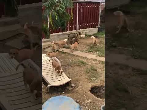 Brando en vidéo 1
