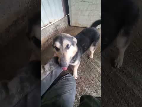 Cerruti en vidéo 1