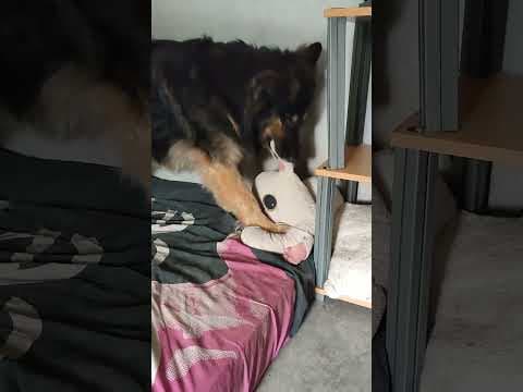 Cowboy en vidéo 2