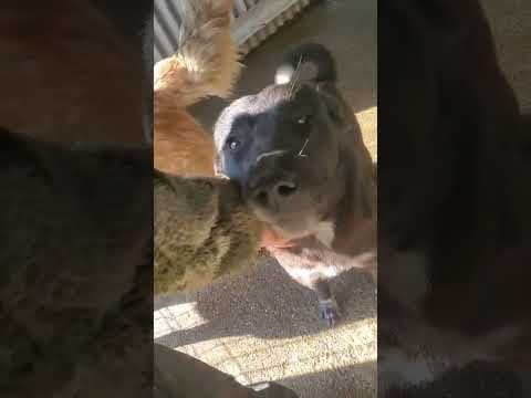 Meii en vidéo 1