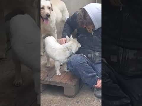 Leone en vidéo 3