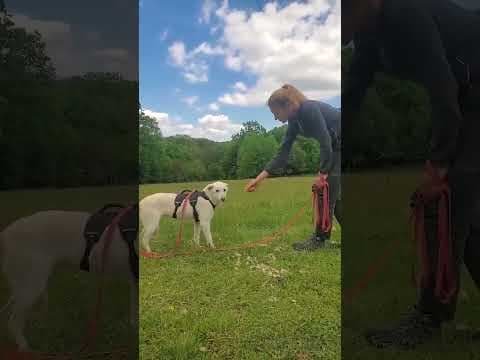 Wikie en vidéo 4