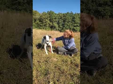 Viking en vidéo 3