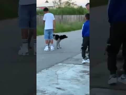 Cocky en vidéo 2