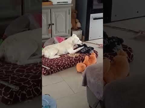 Yaggie en vidéo 2