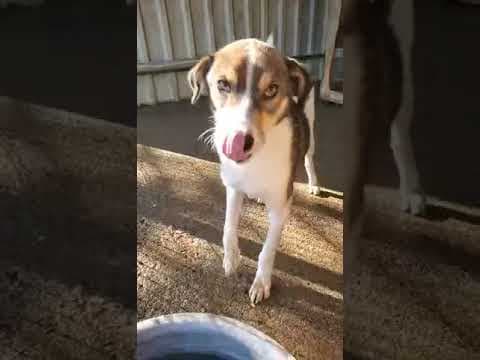 Isao en vidéo 1