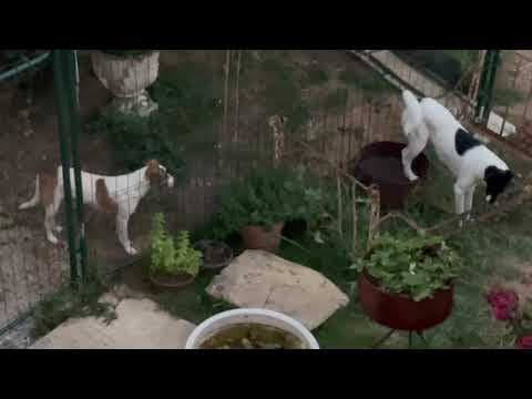 Raiponce en vidéo 1