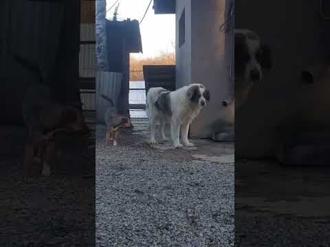 Baïkal en vidéo 4
