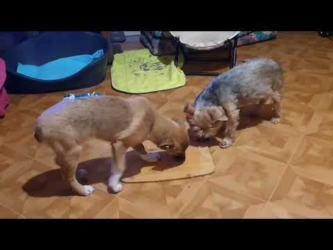 Ayvi en vidéo 4