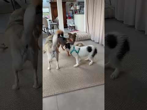 Shazam en vidéo 2