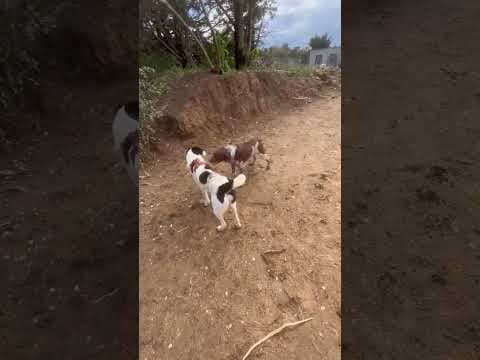 Sambo en vidéo 12