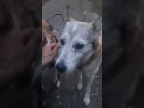 Sencha en vidéo 8