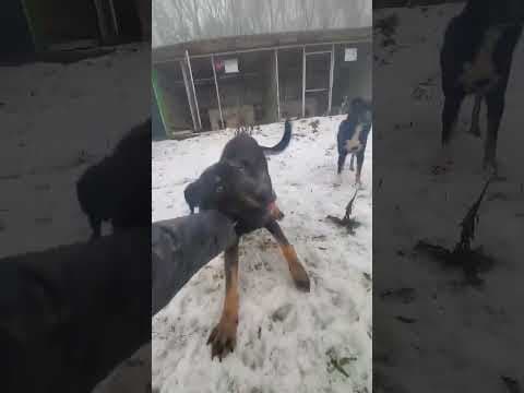 Steel en vidéo 1