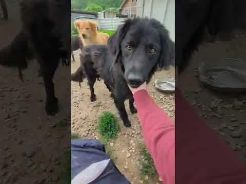 Djinn en vidéo 1