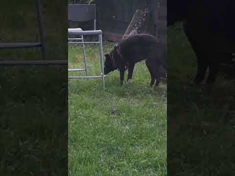 Chypre en vidéo 2