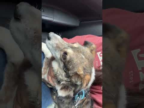 Ziva en vidéo 9
