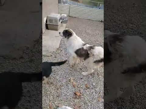 Baïkal en vidéo 2