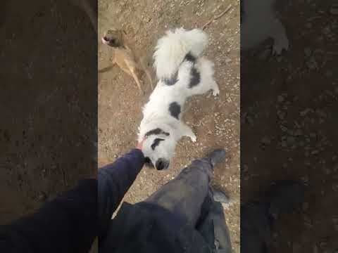 Oreo en vidéo 1