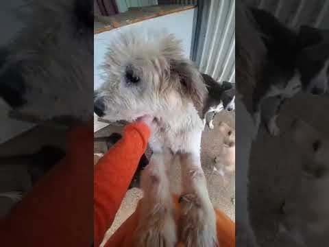 Teddy en vidéo 1