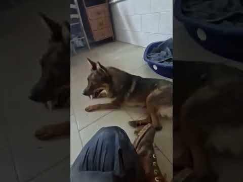 Sami en vidéo 7
