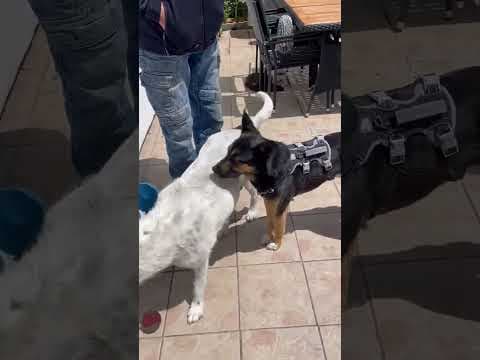 Taco en vidéo 2