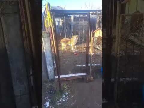 Redhead en vidéo 1
