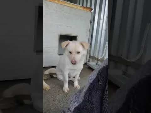 Kiro en vidéo 2