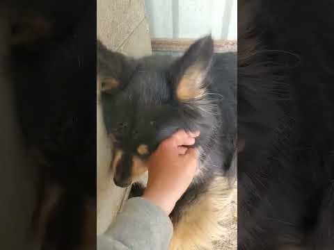 Sencha en vidéo 2