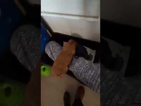 Ellis en vidéo 4