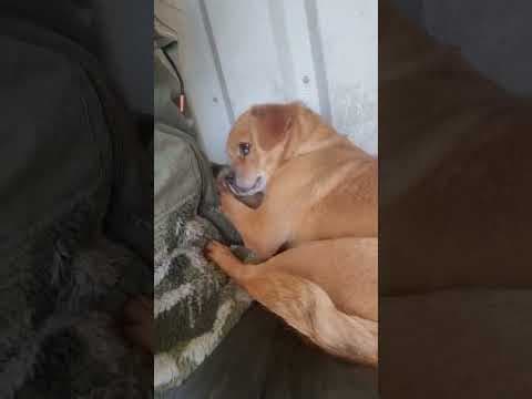 Ellis en vidéo 3