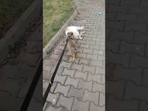 Amelia en vidéo 1