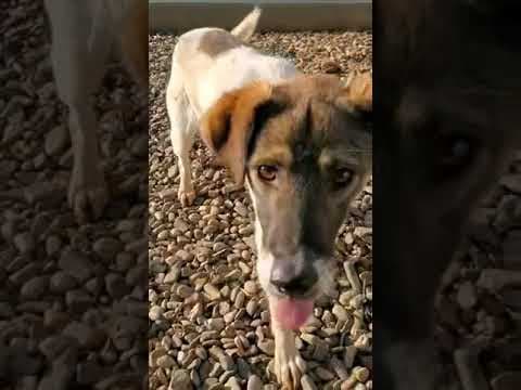 Sunn en vidéo 2