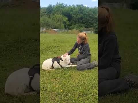 Wikie en vidéo 5