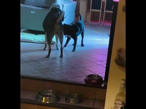 Litchee en vidéo 6