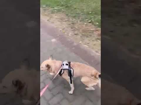 Kitkat en vidéo 1