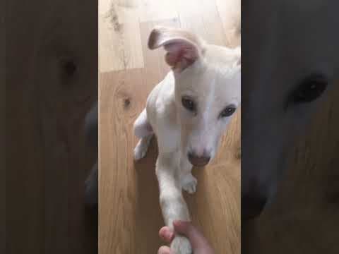 Crocket en vidéo 2