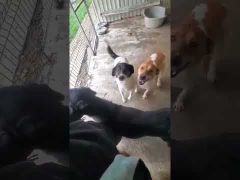 Neagra en vidéo 4