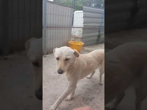 Broceliande en vidéo 2