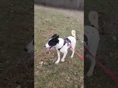 Rolly en vidéo 1