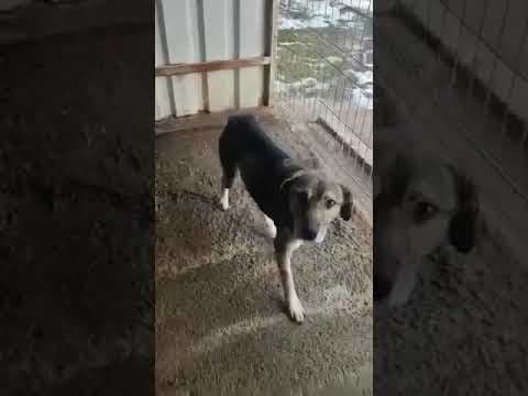 Scapa en vidéo 4