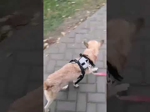 Kitkat en vidéo 2